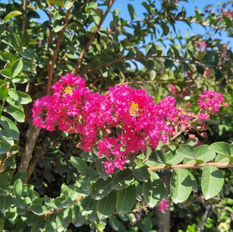 a bush with bright pink flowers in full sun