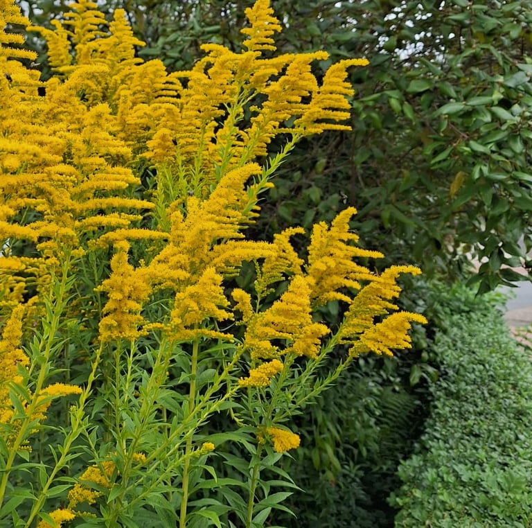 multiple yellow flowering Dwarf Goldenrod plants