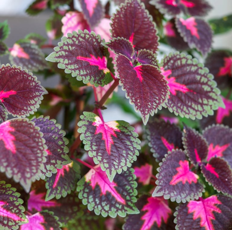 multiple shade plants with colorful leaves