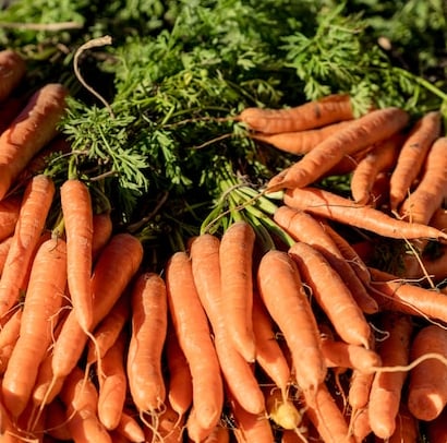 multiple orange Carrot plants in August