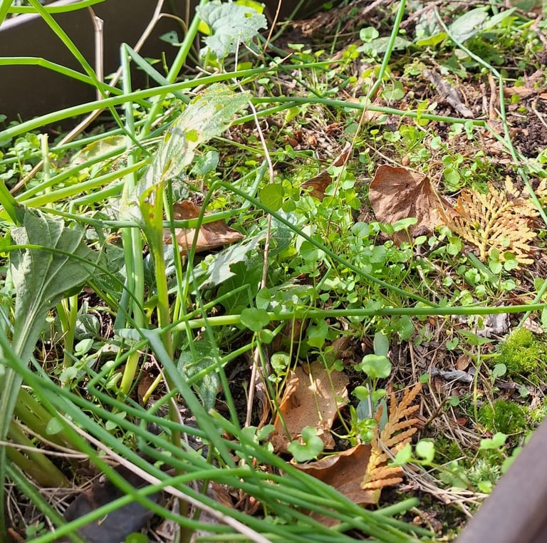 a flower bed full of weeds