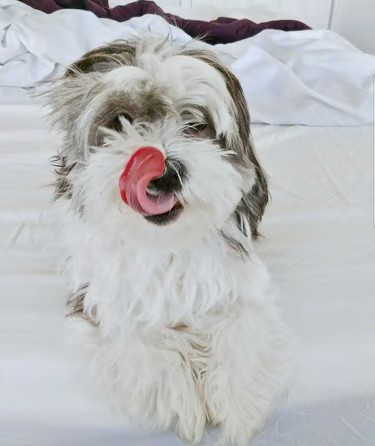 Designer Mal-Shi Puppy with tongue out.