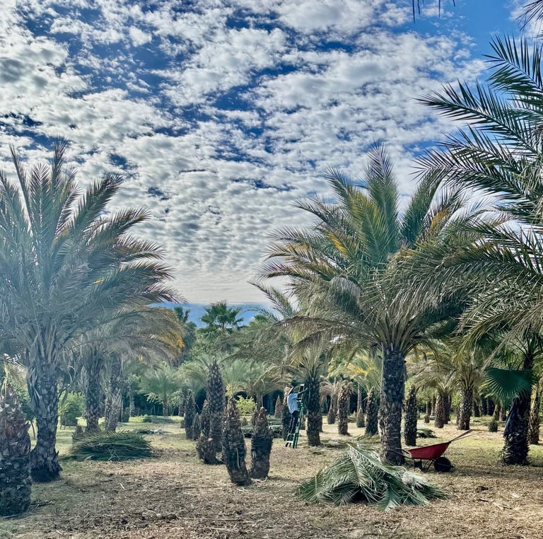 farming la buena vida huerta