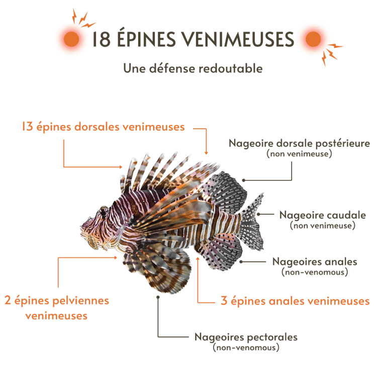 Le système de défense du Poisson-Lion inclue 18 épines venimeuses