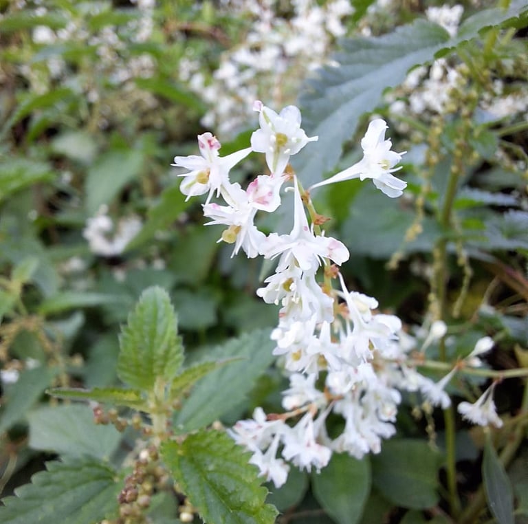 the tiny white flower of the Fallopia Aubertii