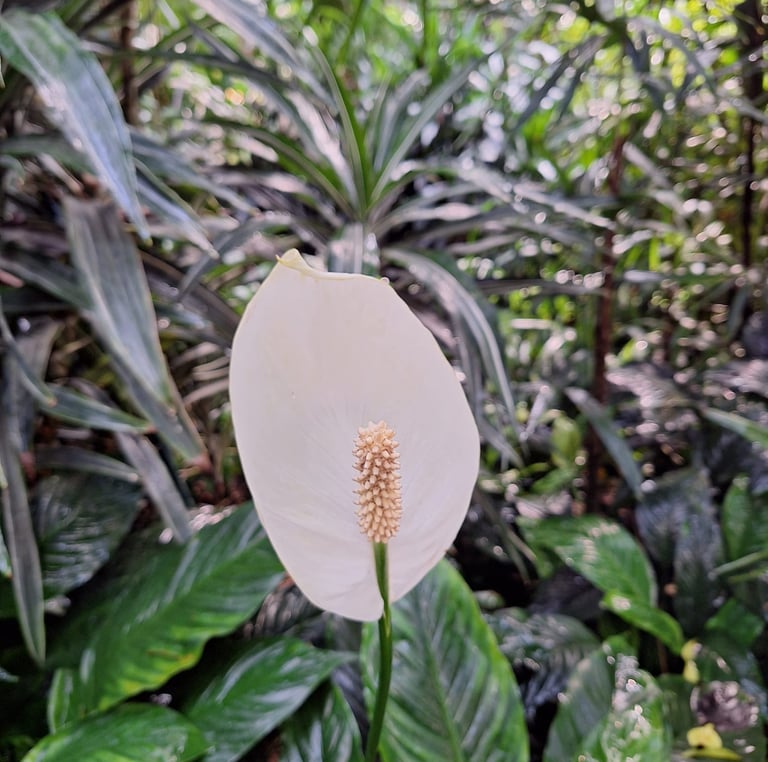 a white Peace Lily flower with a green leafy plants
