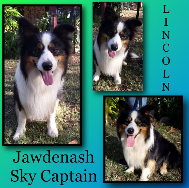 tri black stud dog  border collie
