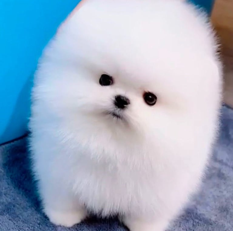 Ejemplo de Pomeranian blanco Original