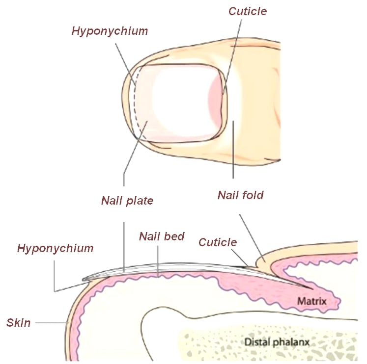 Nail Anatomy