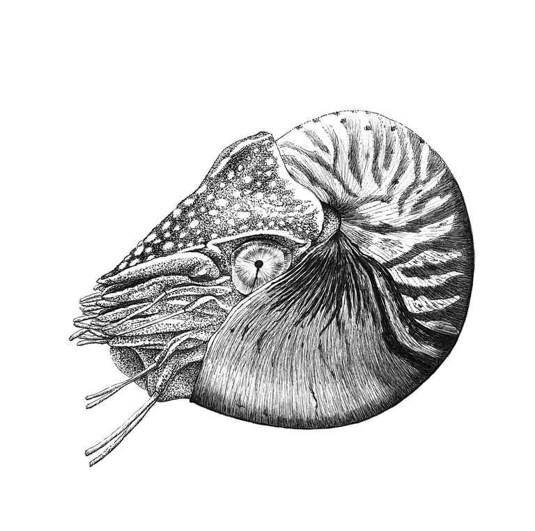 Wildlife Art - Chambered Nautilus