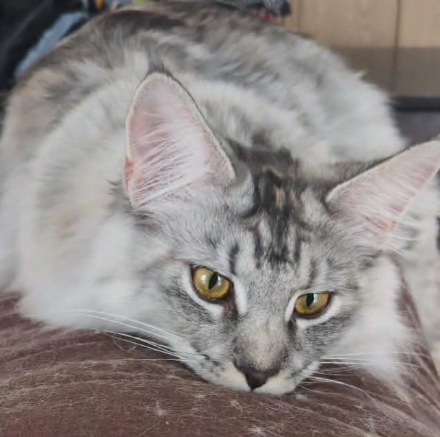 maine coon black silver