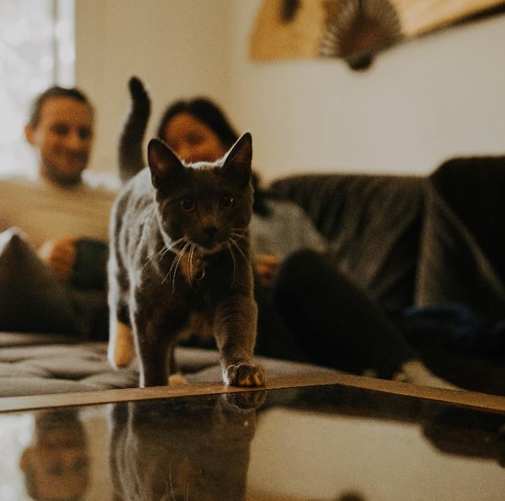 a cat walking on a coffee table with a man sitting on a couch