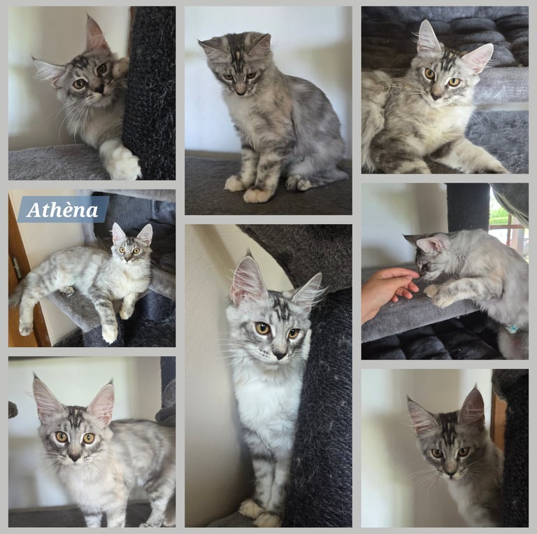 chaton maine coon black silver