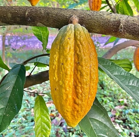a South American Cacao plant