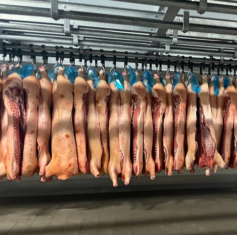 câmara com carcaça de porco