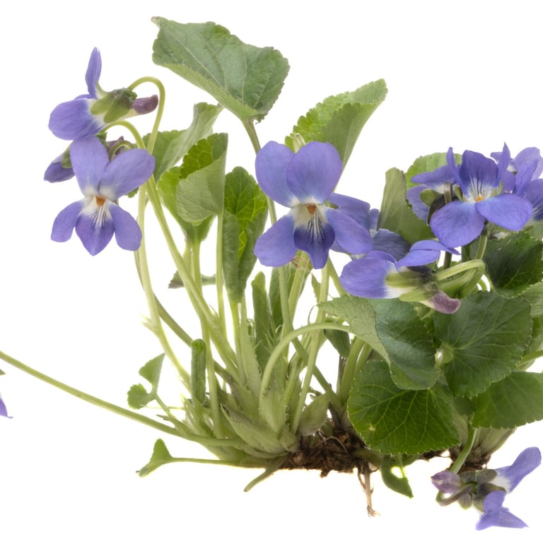 a bunch of purple flowers on a white background