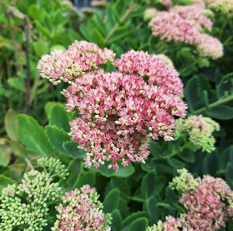 a zone 6 perennial with succelent-like leaves