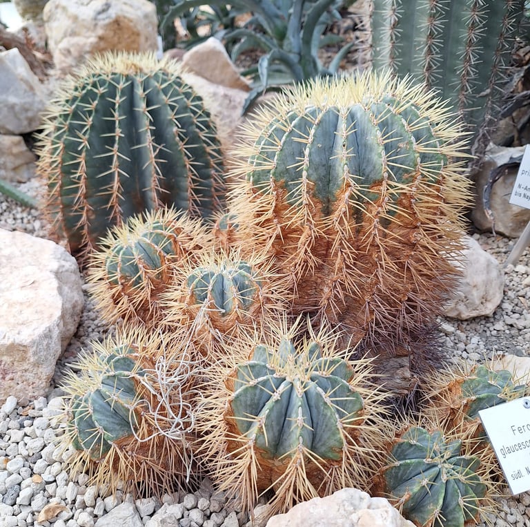 an American Fishhook Cactus with spiny thorns