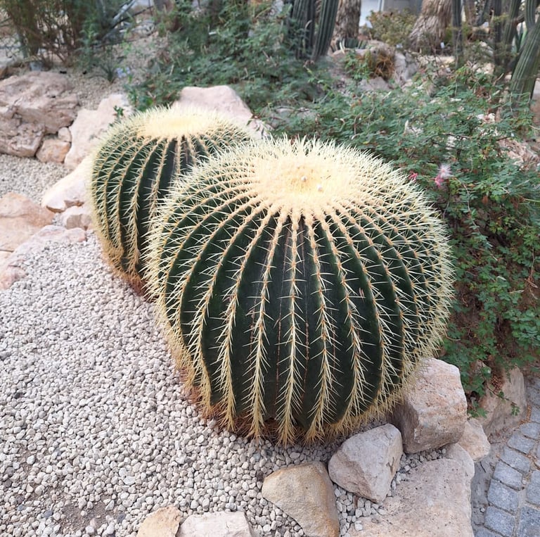 two round American Barrel Cacti with white spines