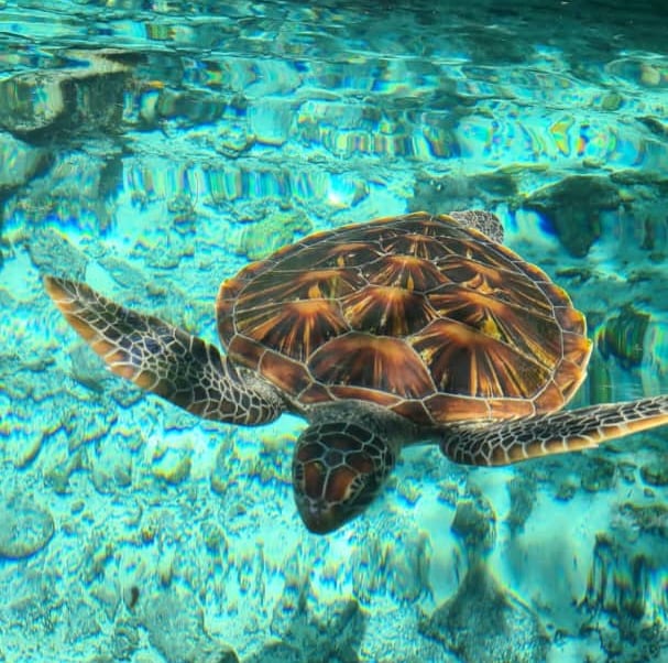 Close-up of a majestic sea turtle swimming in crystal-clear waters at Zanzibar Aquarium