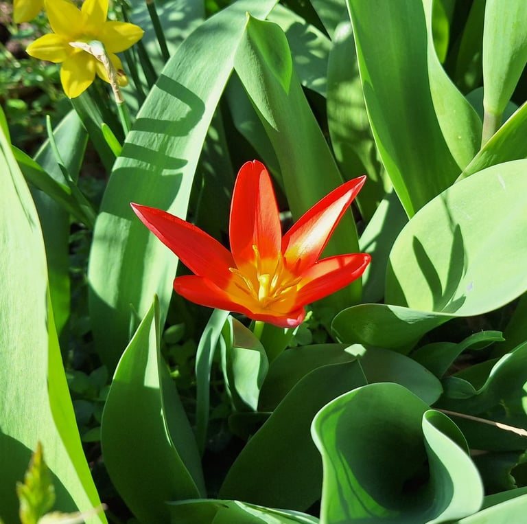 beautiful red Dalily