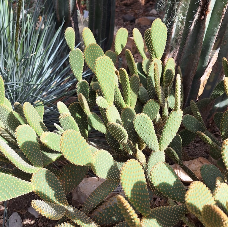 a bunch of American Prickly Pear Cacti with tiny spines