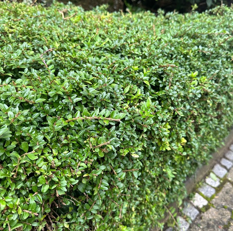 a green deer resistans hedge called Boxwood