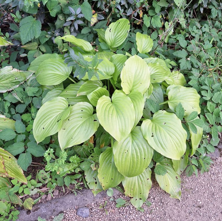 a small Hosta plant with bug light green leaves