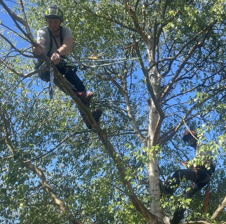 tree cut services at work