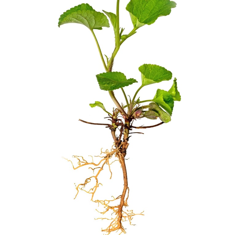 Root Plan - Essential Website Management