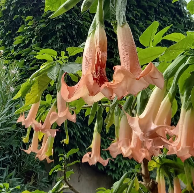 multiple flowering Angel's Trumpet plants from South America