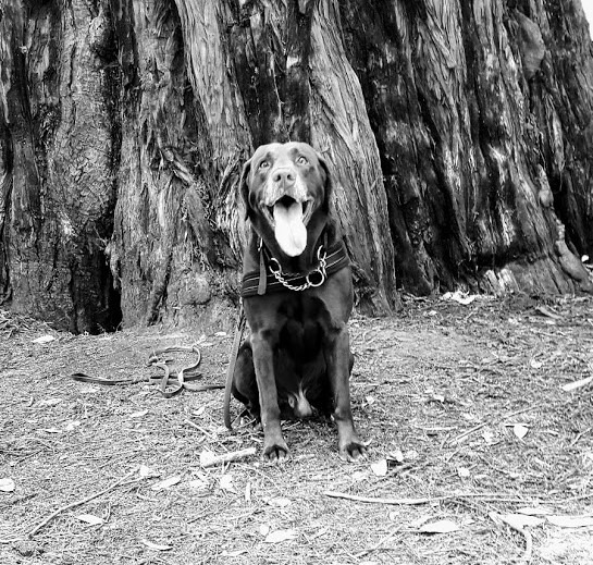 Black and white image of my dog Nico. Name the store after him.