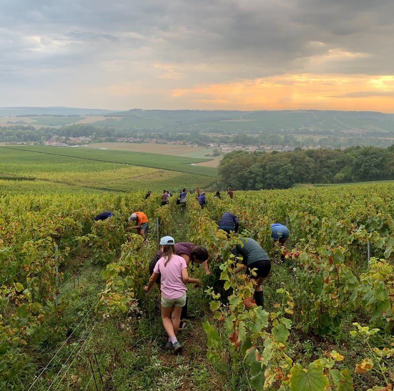 Vendanges en bourgogne pour le domaine Elodie Beaufort