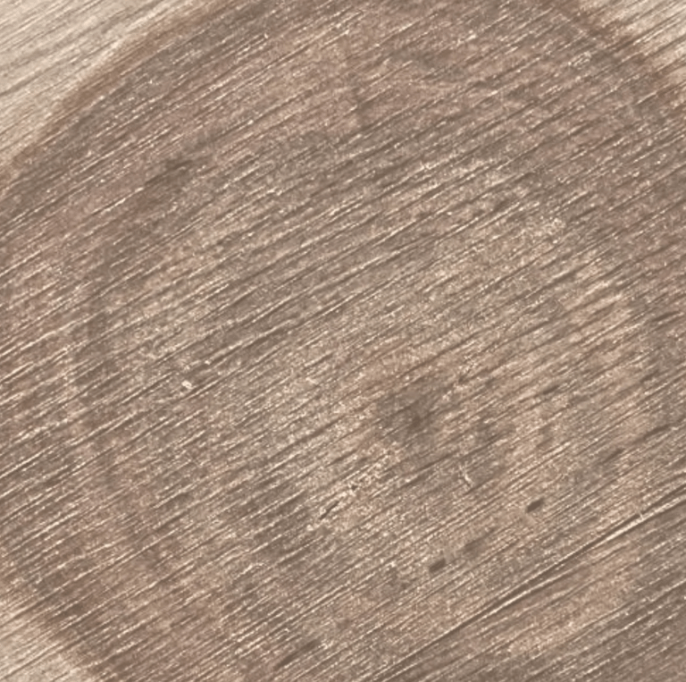 Macro cross-section of raw wood showing tight growth rings and a dense, circular grain.