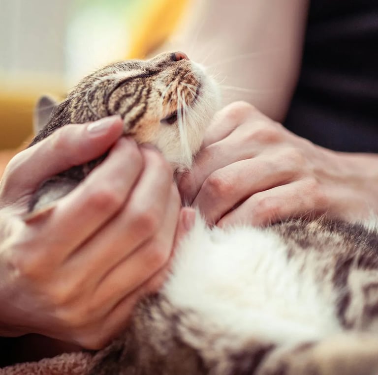 chat heureux et en bonne santé d'une cliente la vie sans crotte de seine-saint-denis 93
