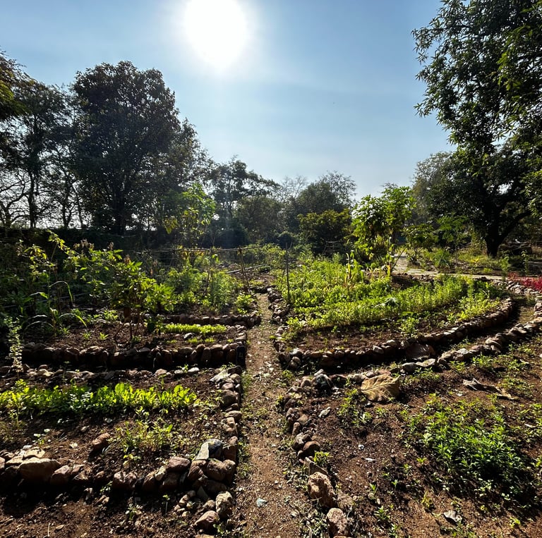 A vegetable garden under permaculture mandala shape in Kathiwada, madhya pradesh