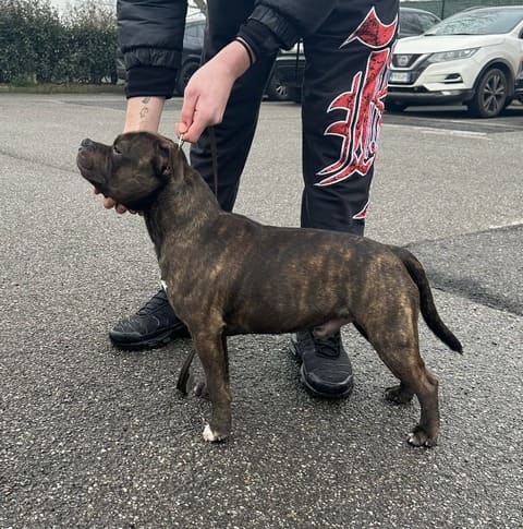 Allevamento Staffy del Piccolo Diavolo