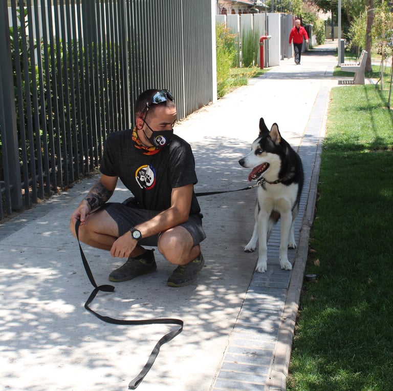 Modulo de adiestramiento canino