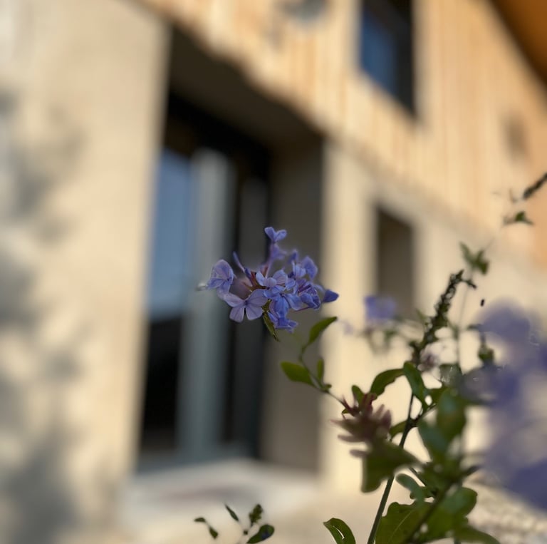 Fleurs devant maison de vacances l'Escale 1695