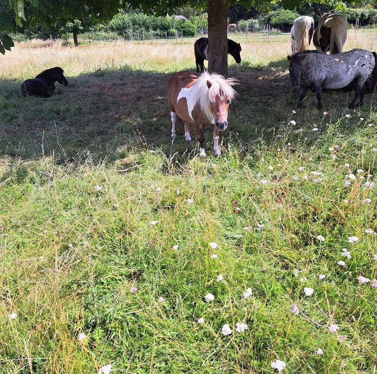 Hello from some of the residence at The Shetland Pony Welfare Trust sanctuary 