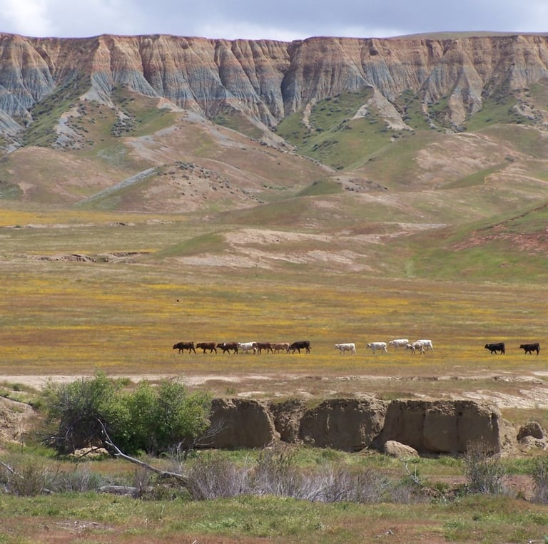 Cattle grazing within a valley within the California Coast Ranges.