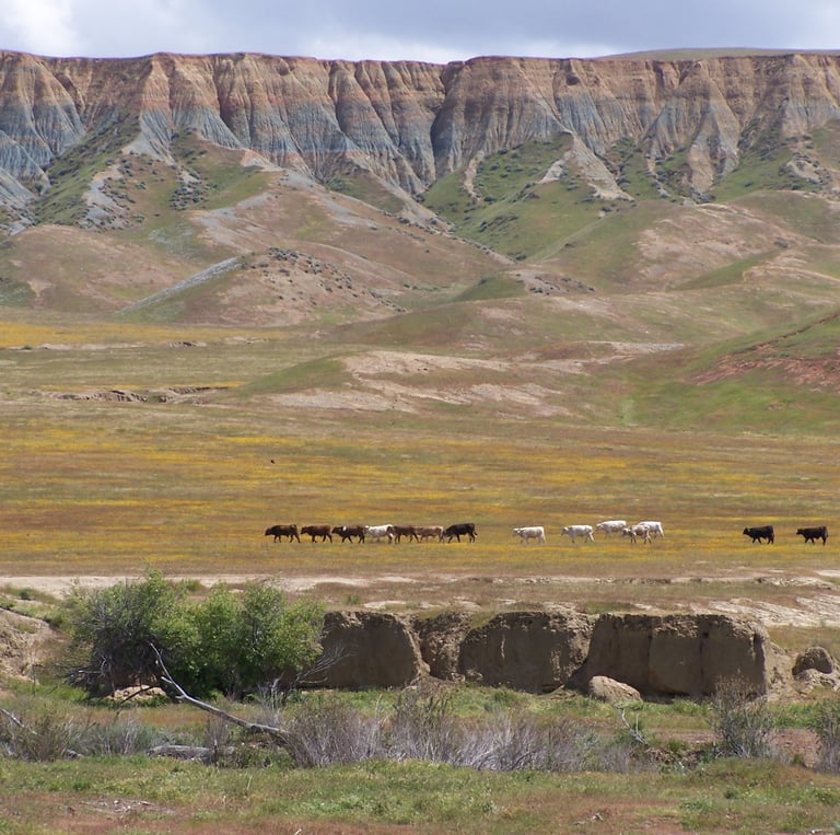 Cattle grazing in a valley within the California Coast Ranges