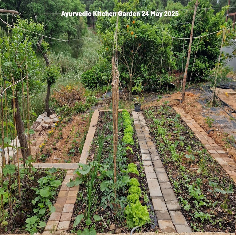 Ayurvedic Kitchen Garden