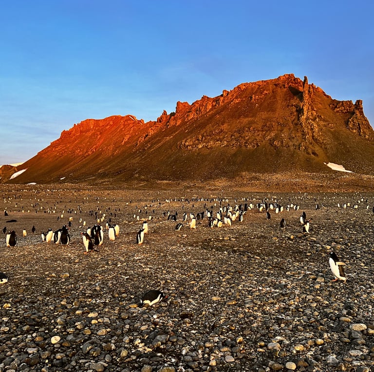 A large colony of Adélie penguins gathers on an Antarctic rocky beach beneath a sunlit orange mountain.