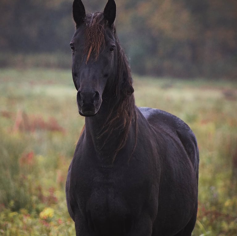 a horse is standing in a field in lachute