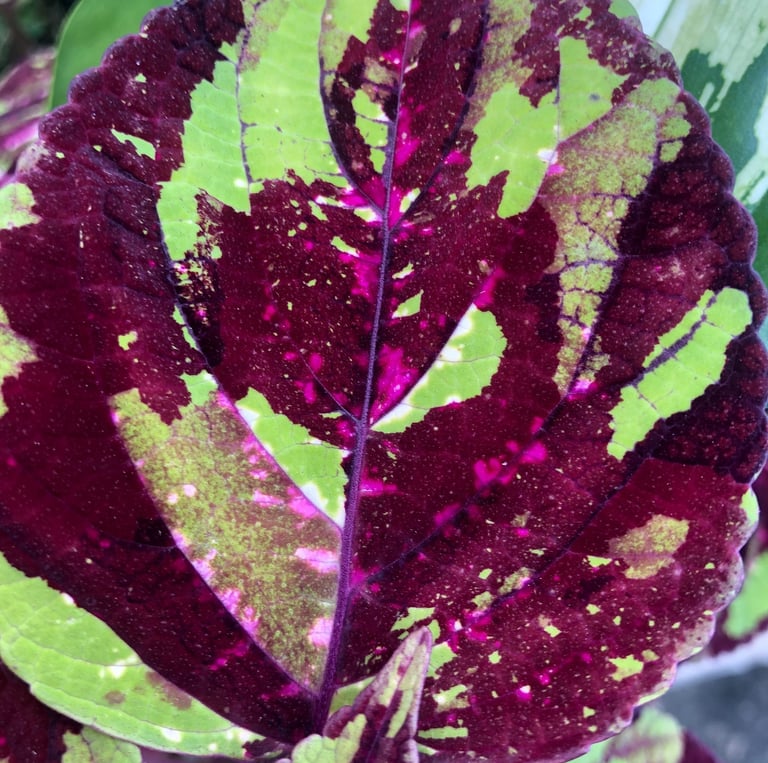 Up close photo of a Joseph's coat leaf in maroon, green and magenta