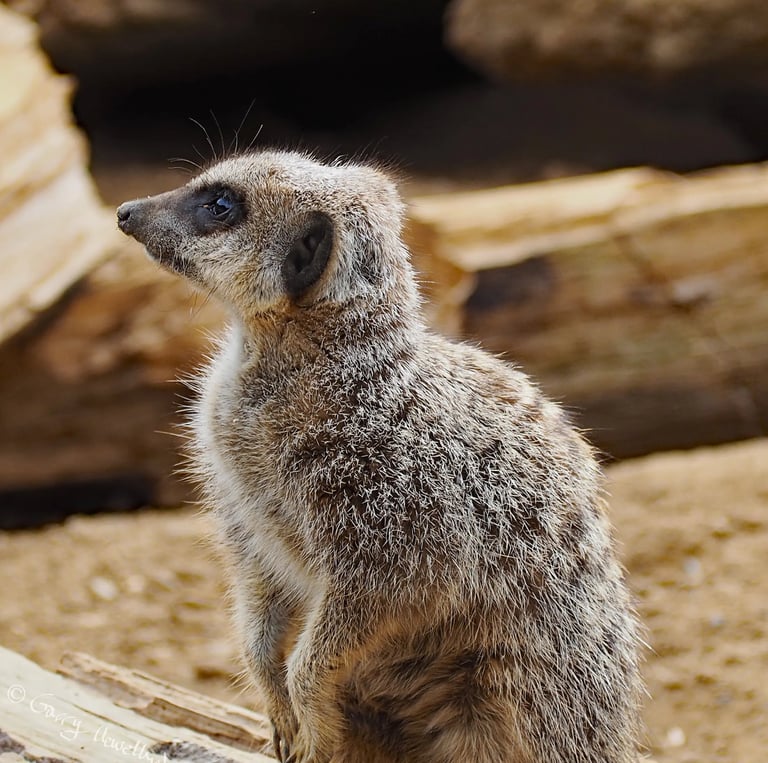 Meerkat