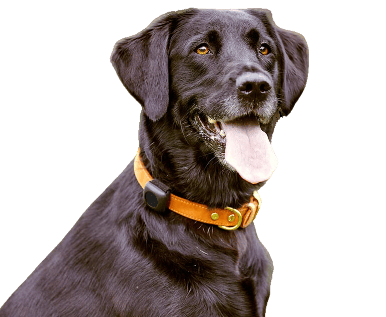 Georgie the dog