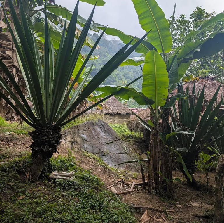 Lush tropical plants and banana trees growing near traditional thatched roof huts in a misty mountain village.