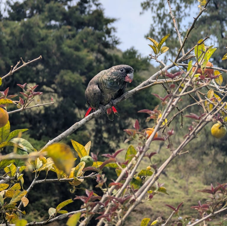 A dusky parrot perched on a tree branch with red tail feathers visible among green foliage.